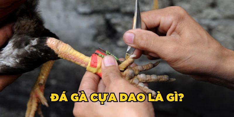 Quy Tắc Đá Gà Cựa Dao Cần Nắm Vững