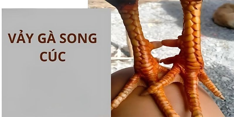 Sơ lược về vảy gà song cúc